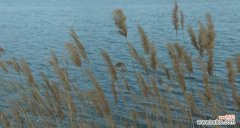 探索芦苇的内涵与特质 芦苇的象征意义与寓意