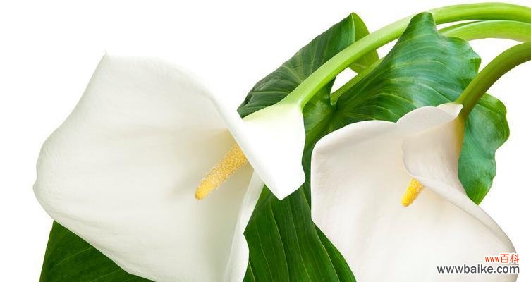 马蹄莲的叶子代表什么含义?马蹄莲叶子的象征意义是什么?