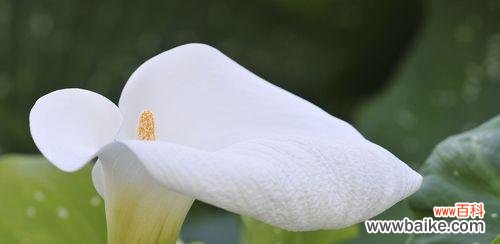 马蹄莲的叶子代表什么含义?马蹄莲叶子的象征意义是什么?