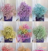 满天星的红颜色花语是什么？如何表达爱意？