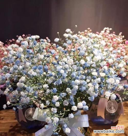 满天星的象征意义是什么?如何正确解读满天星的花语?