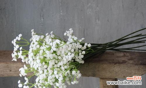 满天星的象征意义是什么?如何正确解读满天星的花语?