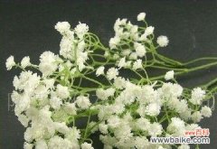 满天星的象征意义是什么？如何用满天星表达情感？