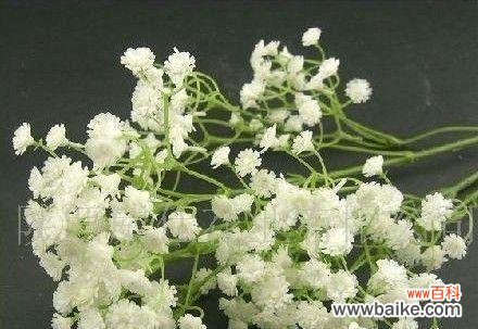 满天星的象征意义是什么?如何用满天星表达情感?