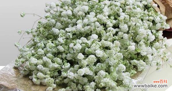 满天星的象征意义是什么?如何用满天星表达情感?