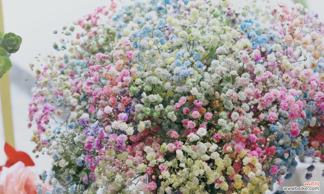 满天星的象征意义是什么?如何用满天星表达情感?