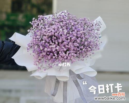 满天星花语南色是什么意思?如何正确解读满天星的花语?