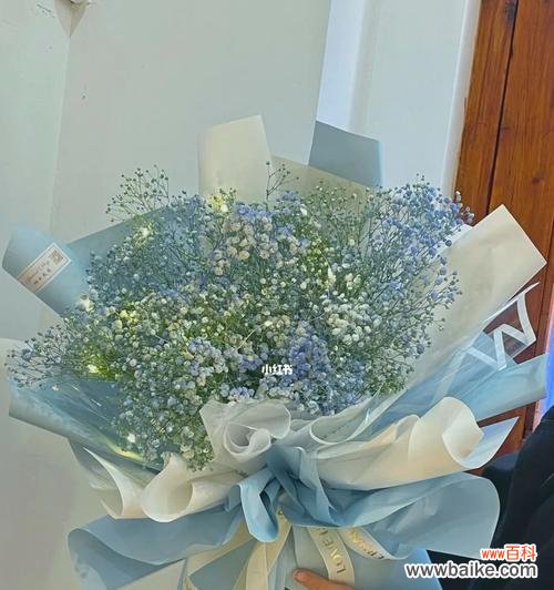 满天星花语南色是什么意思?如何正确解读满天星的花语?