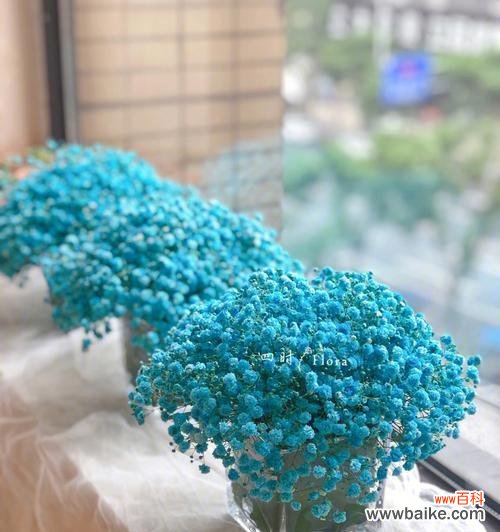 满天星鲜花代表什么含义？如何正确解读满天星花语？