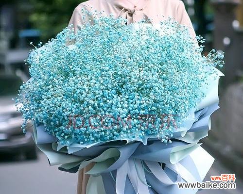 满天星鲜花代表什么含义？如何正确解读满天星花语？