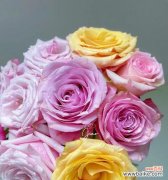 玫瑰的玫是什么意思？花语含义有哪些疑问解答？