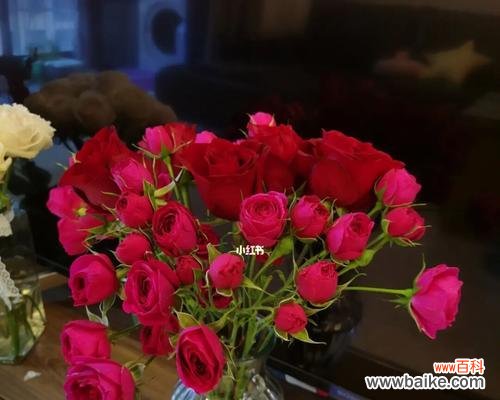 玫瑰的玫是什么意思?花语含义有哪些疑问解答?