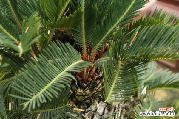 铁树果能吃吗，有什么功效与作用