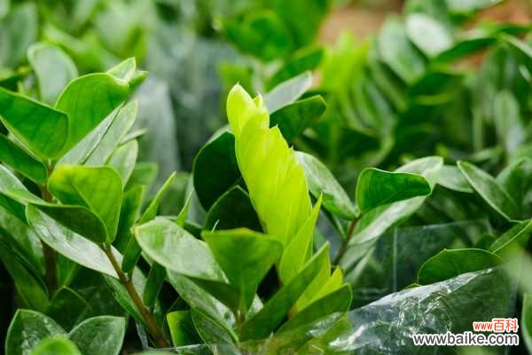 金钱树会开花吗，花是什么样子