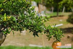 石榴皮煮水的6个功效，煮水要几分钟