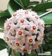 探寻以球兰开花所预示的吉祥之意 以球兰开花的象征意义