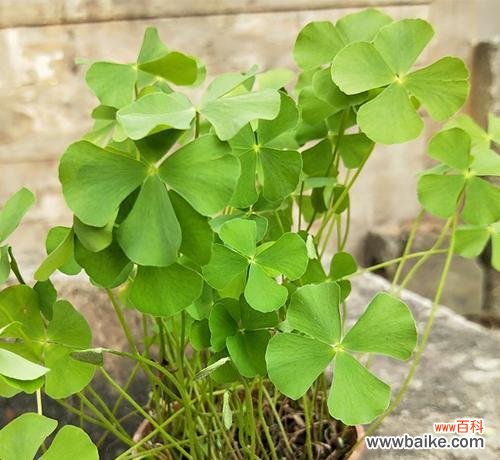 探寻三叶草的神秘魅力 三叶草的花语和寓意——幸运与希望