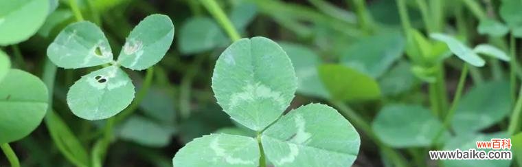 三叶草 三叶草的象征意义——幸运与希望