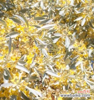 探寻以沙枣花的花语及其象征意义 以沙枣花的花语和寓意