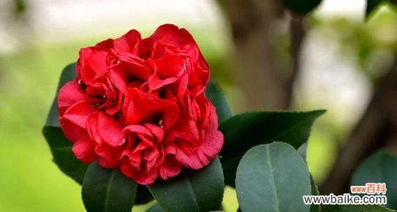美丽绽放的山茶花蕴含深刻的象征意义 山茶花的花语与寓意