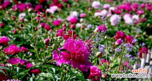 揭开芍药花背后的美丽寓意 芍药花的象征意义及传说故事