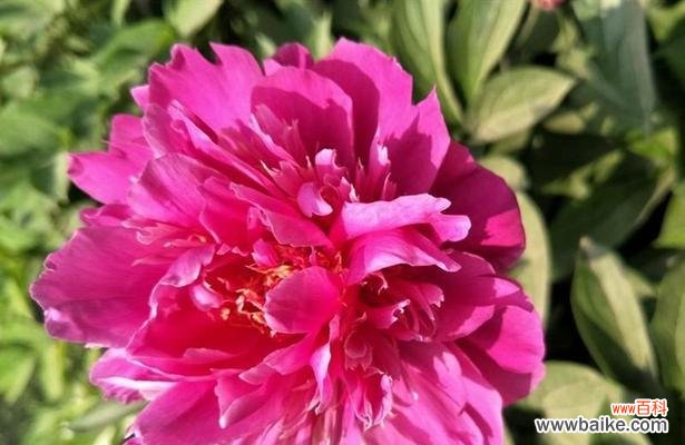 探究芍药花的深层含义 芍药花的花语与意义