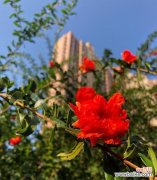 石榴花语和传说故事是什么？石榴的象征意义有哪些？