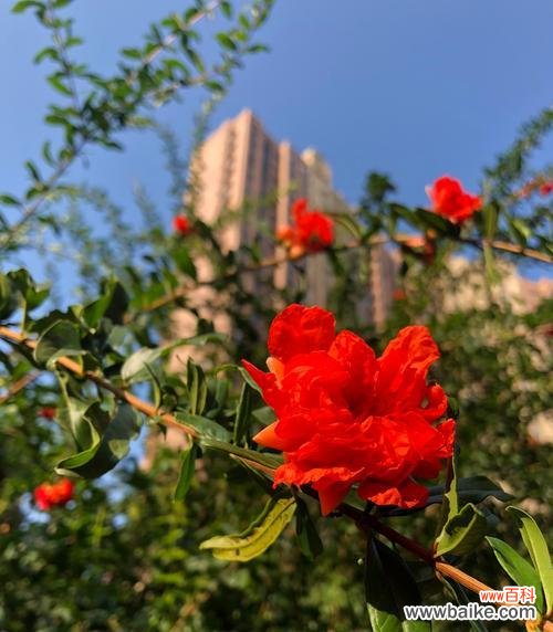 石榴花语和传说故事是什么？石榴的象征意义有哪些？