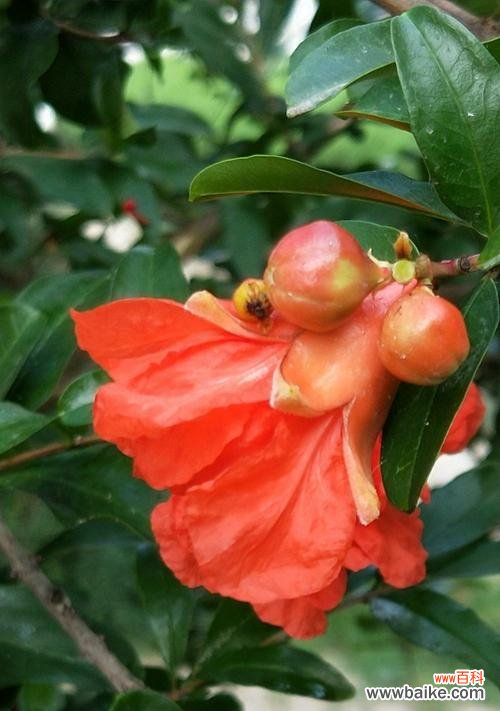 石榴花语和传说故事是什么？石榴的象征意义有哪些？