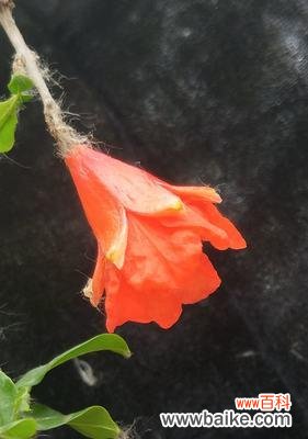 石榴花语和传说故事是什么？石榴的象征意义有哪些？