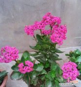 什么花语代表长寿？揭秘长寿花的寓意和象征意义？