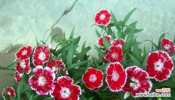 石竹花语是什么？了解石竹花的象征意义和花语含义？