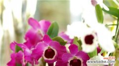 石斛兰花语是什么？如何解读石斛兰的花语含义？