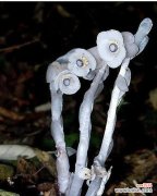 水晶兰花语是什么？如何用它表达爱意？