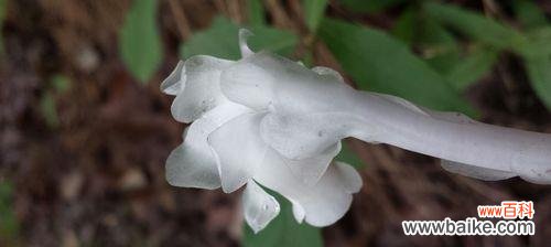 水晶兰花语是什么?如何用它表达爱意?