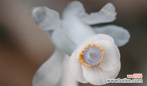 水晶兰花语是什么?如何用它表达爱意?