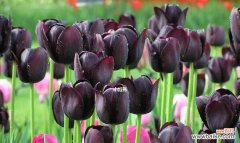 双色郁金香的花语是什么？双色郁金香代表了哪些含义？