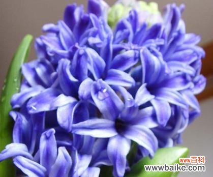 水培风信子的花语是什么？水培风信子养护中常见问题有哪些？