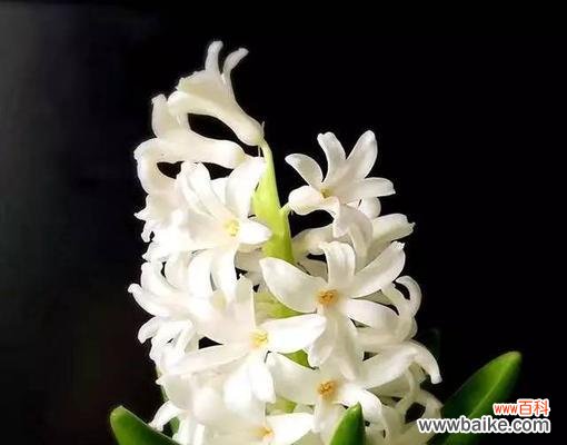 水培风信子的花语是什么？水培风信子养护中常见问题有哪些？