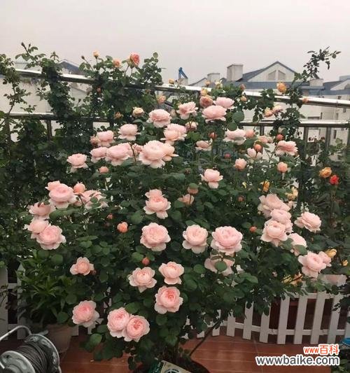 室内养的月季叫什么意思？月季花语有哪些含义？