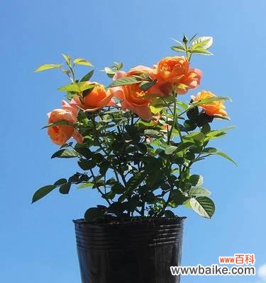 室内养的月季叫什么意思？月季花语有哪些含义？