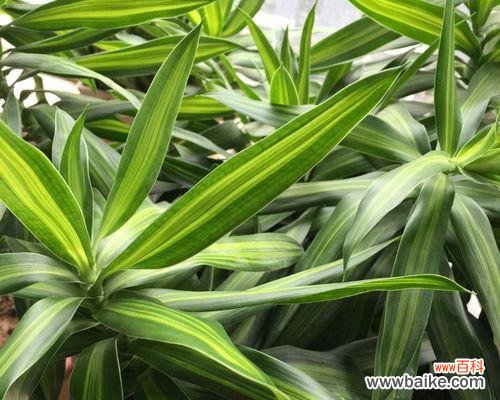 水培百合竹象征着什么?它在室内装饰中的意义是什么?