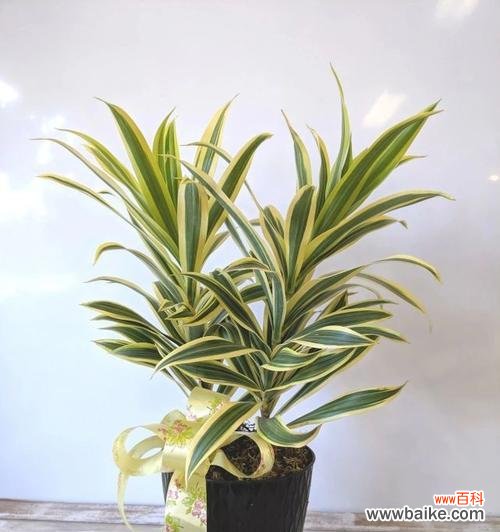 水培百合竹象征着什么?它在室内装饰中的意义是什么?