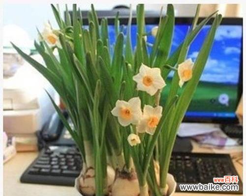 水仙花期通常是什么时候？如何延长水仙的花期？