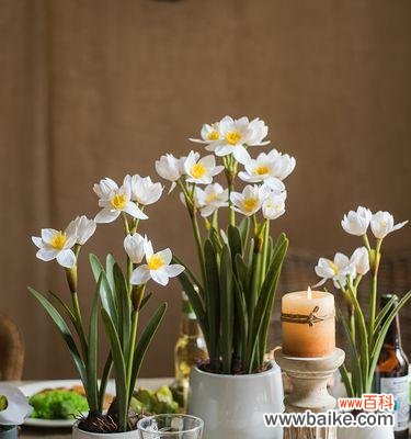 水仙花期通常是什么时候？如何延长水仙的花期？