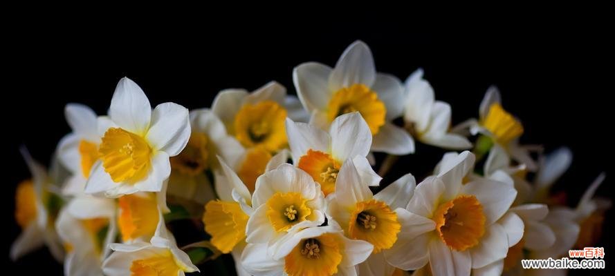 水仙花期通常是什么时候？如何延长水仙的花期？