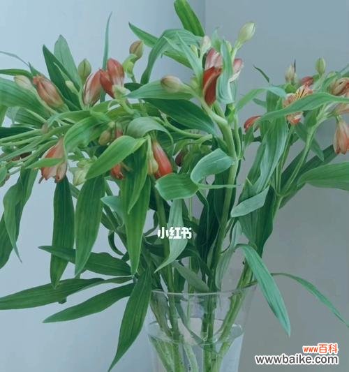 水仙百合的含义是什么？购买时需要注意什么？