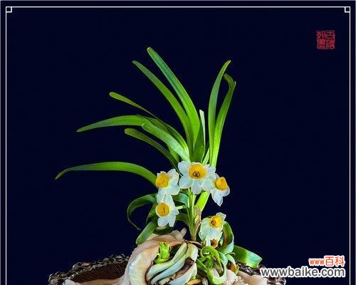 水仙雕刻技艺的意义是什么？如何传承这一传统艺术？