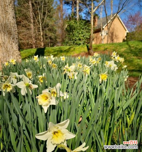 水仙和艾草的花语分别代表什么含义?