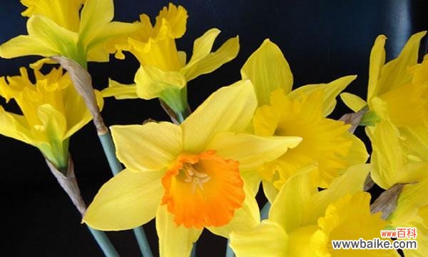 水仙和艾草的花语分别代表什么含义?